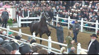 JW BLASTING BOOMER - Highest Selling Draft Horse