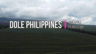 DOLE PINEAPPLE PLANTATION | POLOMOLOK SOUTH COTABATO | AERIAL VIEW IN 4K