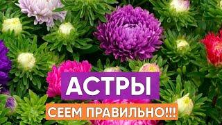 Как правильно посеять астры из семян? Легкий способ выращивания красивых астр!