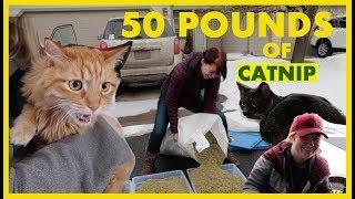 50 Pounds of Catnip VS Cats