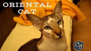 Oriental Shorthair Cat in detail 