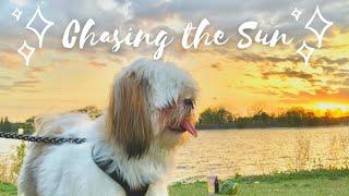 Ice Cream and Sunsets with Chase the Shih Tzu