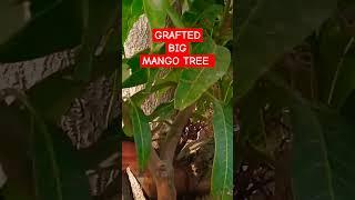 Grafted Mango Tree | How To Graft Mango Tree #Howtograft#grafting #mango