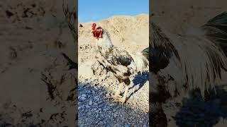 "Morning Bliss:Aseel Rooster's Serene Start with Nature's Symphony | #AseelRooster #MorningMoments"