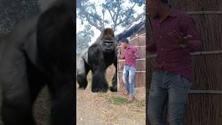 ￼Yar Tera hero khalnayak ho gaya ￼Tree ME ghusne wala animal video #amazing #shorts#golukumarvfx