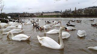 A Peaceful Gathering of Swans, Ducks, and Geese in Winter Serenity 