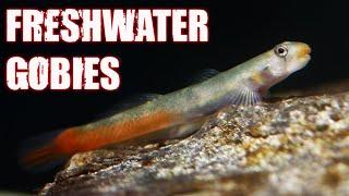 Exploring 11 Unique Freshwater Goby Fish