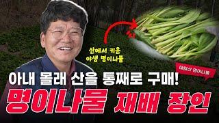 아내 몰래 산을 샀다구요?… 1년에 20일만 일하고 연봉 버는 명이나물 농부