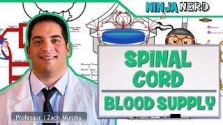 Neurology | Spinal Cord Blood Supply