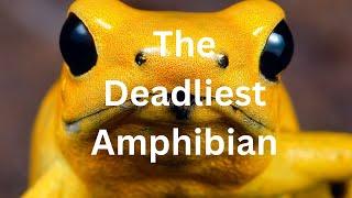 The Most Toxic Frog: How the Golden Poison Dart Frog Kills