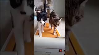 Funny Cats | Smart and Cute Cat Video | Animal Lover | Animal Holic