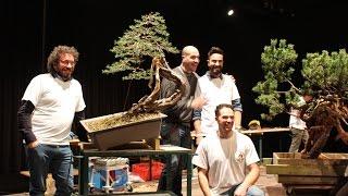 How to style a Pine Bonsai, by Mauro Stemberger