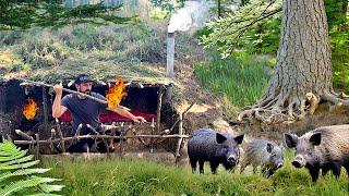 Building of a shelter in a wild boar's den