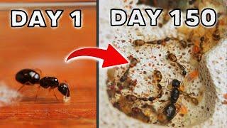 SIMULATING AN ANT COLONY FOR 150 DAYS! | SUGAR ANTS