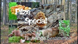 Pilze bestimmen - Täublinge