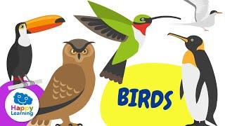 Curiosities about BIRDS | Happy Learning   