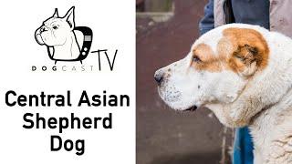 The Asian Shepherd Dog Breed Info - DogCastTv S01E07  difference from Caucasian shepherd