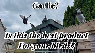 Is this the BEST Product for your racing pigeons? | GARLIC |