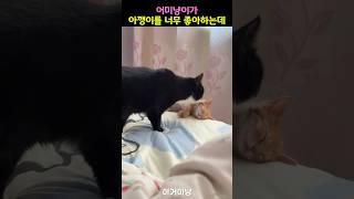 어미냥이가 아깽이를 너무 좋아하는데