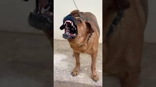 Aggressive dog barking and howling sound || #shorts #dailyshorts #viralshorts #trendingshorts