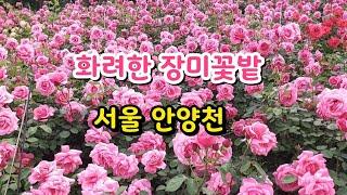 [여행로그] 안양천 장미꽃길 서울가볼만한곳 Anyangcheon Rose Road