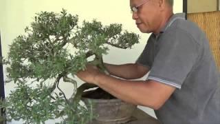 Bonsai Tutorials for Beginners: Re evaluating a Bonsai Design after some time