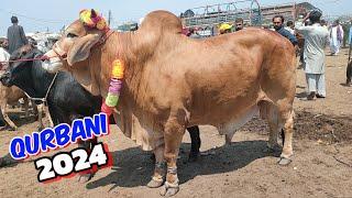 Lahore Cow Mandi 2024 Qurbani ka Mal | sahiwal cholistani gulabi ablak bachre | Shahpur Kanjra