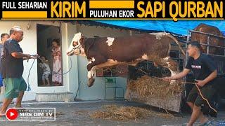 Kandang Sapi Pak Priyo Mendadak Kosong !! Puluhan Ekor Sapi Qurban Di Kirim Dalam Sehari !!