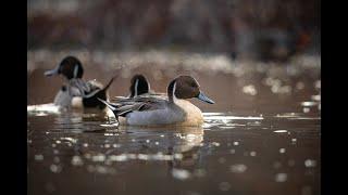 A Morning With Pintails | Wildlife Photography in Northern VA