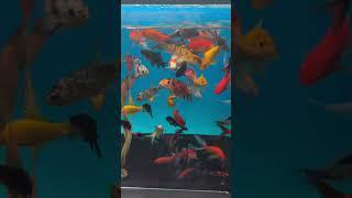 Однажды в зоомагазине  #аквариум #рыбы #зоо #зоомагазин #zoo #fish #песенки #мультики #детские