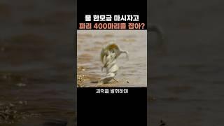 물 한모금 마시자고 파리 400마리를 잡어? #도마뱀 #칠레 #아타카마사막