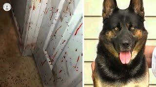 Owner Comes Home Sees Blood On His Door – Then Looks At German Shepherd & Realizes Shocking Truth!