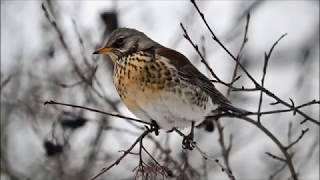 Дрізд Turdus