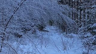 Gumpe (Ulven) - Viktor Bomstad - joik & Terje Baugerød - orgel - Ris kirke i Coronaens tid - Del 51