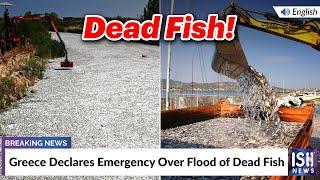 Greece Declares Emergency Over Flood of Dead Fish | ISH News