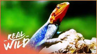 The Strange World Of Lizards (Wildlife Documentary) | Wild About | Real Wild