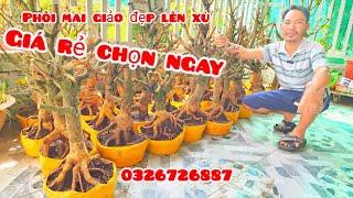 Phôi mai giảo đẹp lên xù giá rẻ 7/11 #aSự0326726887|MaivàngThanhTâm