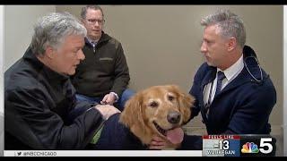 Extreme Cold Pet Safety - NBC WMAQHD (01/29/2019)