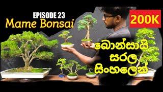 නිවසේදී කුඩා බොන්සායි ගසක් සාදා ගන්නේ කෙසේද? how to make mame bonsai tree at home EPISODE 23