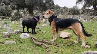 Senderismo en Sierra de Grazalema con Kira y Duke (Cortijo Dornajo. Benaocaz, Cádiz) ️