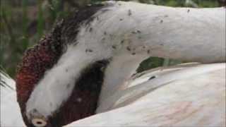 Tiny flying insects attack large birds