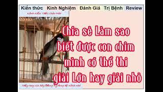 Kiến Thức chọn chim chào mào hay để thi đấu giải Lớn, giải Bé từ Bổi