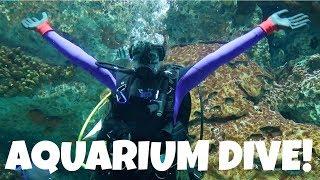 National Aquarium Scuba Dive!