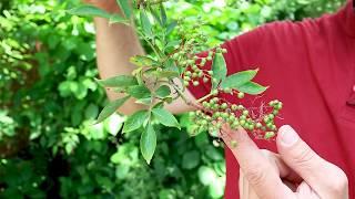 Die richtigen Pflanzen im naturnahen Garten