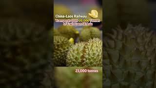 China-Laos Railway transports over 20,000 tonnes of fruit from SE Asia#china#laos#railway#fruit