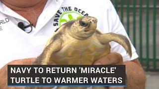 Navy to return 'miracle' turtle to warmer waters