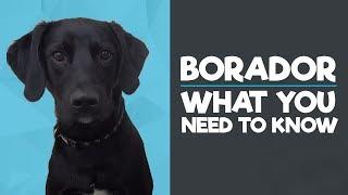 Borador Breed - What you need to know!