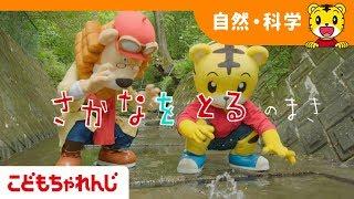しまじろうのできた！「さかなをつかまえるのまき」【しまじろうチャンネル公式】