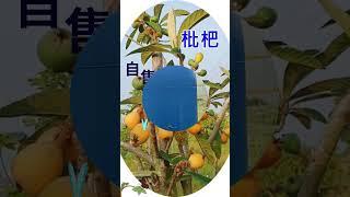庄頭農地 #庄頭 #百果園 #農地 #水 #電 #三面臨路 #免填土 自售588萬 #三面臨  #有水電  #免填土 #矮化果樹 #四季有果  #台南土地  草生農法 自耕農地 #假日農場 #退休生活
