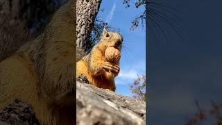 Making the impossible happen with GG the Squirrel #animals #friends #amazing #christmas #gift #real